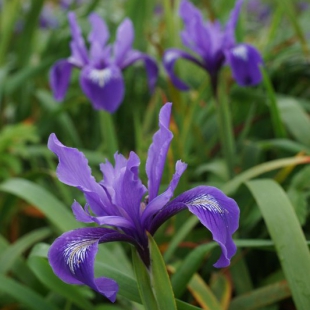 Iris douglasiana